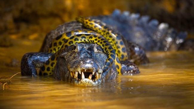 Тяжкий обід – подивіться на крокодила, якого повністю проковтнув 5-метровий пітон з Флориди