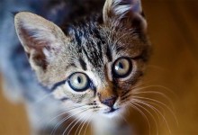Розкрито секрет, як кішки проходять через вузькі щілини