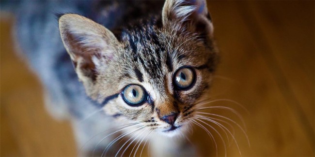 Розкрито секрет, як кішки проходять через вузькі щілини