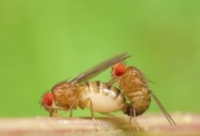 Самці мух змушують самок засипати після парування