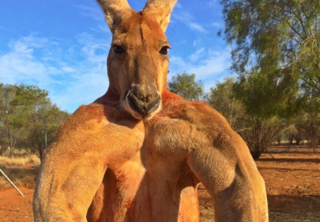 Самець кенгуру демонструє свої м'язи