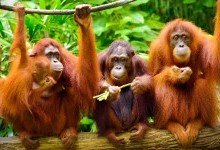 Спілкування орангутанів пролило світло на походження людської мови 