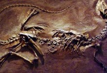 Справжній вигляд динозавра з «Парку Юрського періоду»: як виглядав дилофозавр