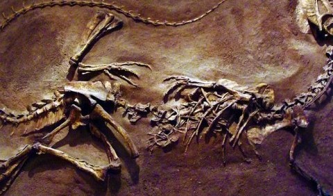Справжній вигляд динозавра з «Парку Юрського періоду»: як виглядав дилофозавр