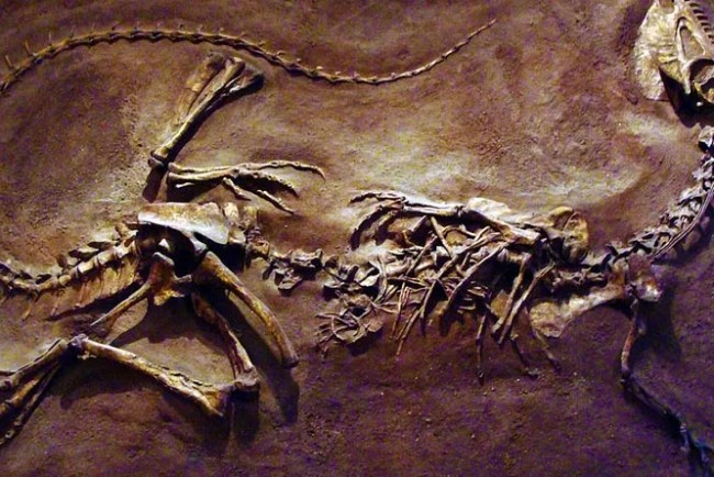 Справжній вигляд динозавра з Парку Юрського періоду – як виглядав дилофозавр