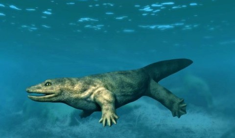 Стародавня «саламандра» росла дуже швидко, щоб стати тиранозавром свого часу