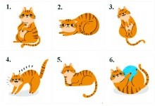 Тест: оберіть котика, а ми розповімо, якими вас найчастіше бачать люди