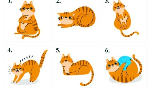 Тест: оберіть котика, а ми розповімо, якими вас найчастіше бачать люди