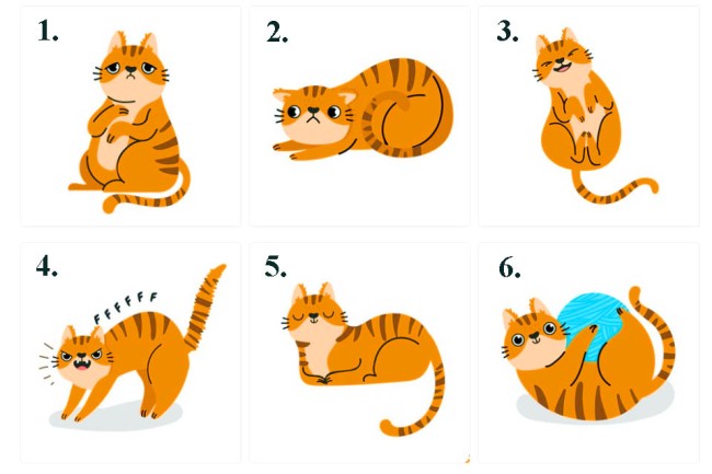 Тест – оберіть котика, а ми розповімо, якими вас найчастіше бачать люди