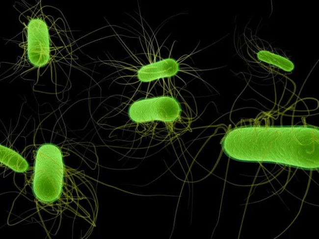 ТОП-10 найнебезпечніших бактерій – 2