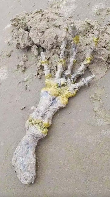 У Бразилії на пляжі знайдено руку інопланетянина – 2