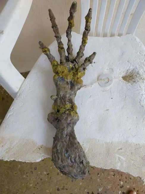 У Бразилії на пляжі знайдено руку інопланетянина – 3