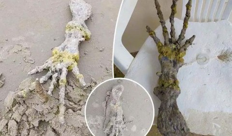 У Бразилії на пляжі знайдено «руку інопланетянина»: що говорять вчені про жахливу кінцівку