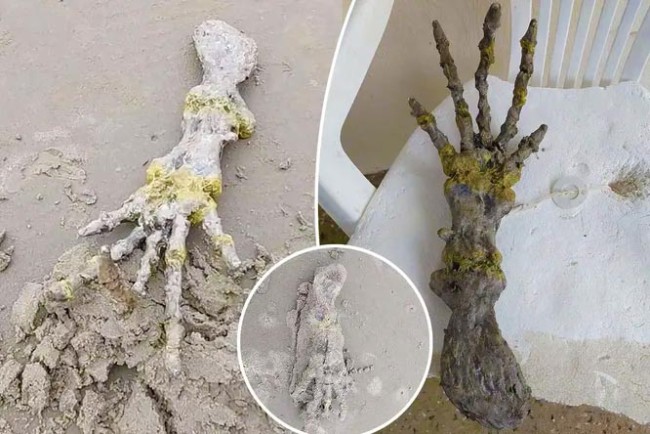 У Бразилії на пляжі знайдено руку інопланетянина