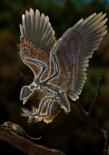 У Китаї знайшли птаха з головою динозавра