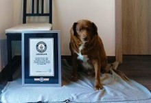 У Книгу рекордів Гіннеса занесли пса-довгожителя, який встановив новий світовий рекорд