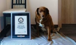 У Книгу рекордів Гіннеса занесли пса-довгожителя, який встановив новий світовий рекорд