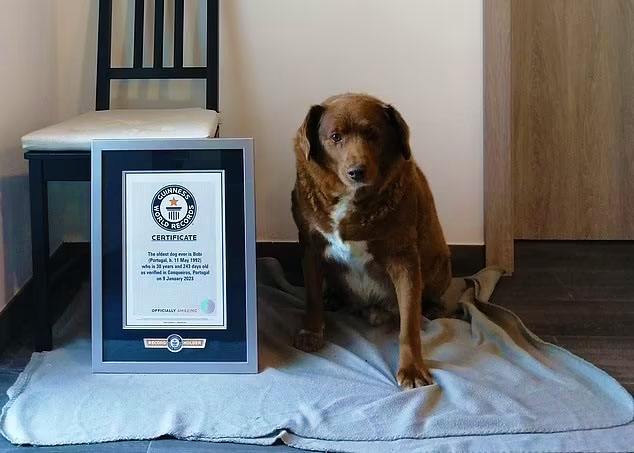 У Книгу рекордів Гіннесса занесли пса-довгожителя, який встановив новий світовий рекорд