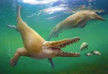 У Єгипті було знайдено скам'янілість раніше невідомого чотирилапого кита