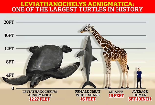 У Європі знайшли найбільші скам'янілості прадавньої черепахи – 2