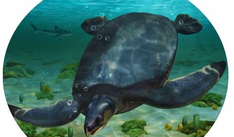 У Європі знайшли найбільші скам'янілості прадавньої черепахи