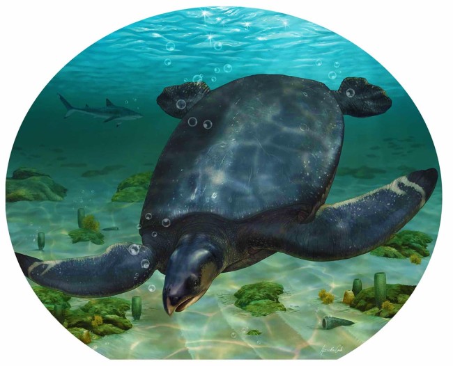 У Європі знайшли найбільші скам'янілості прадавньої черепахи