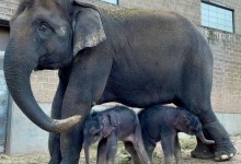 У зоопарку Нью-Йорка на світ з'явилися неймовірно рідкісні слони-близнюки