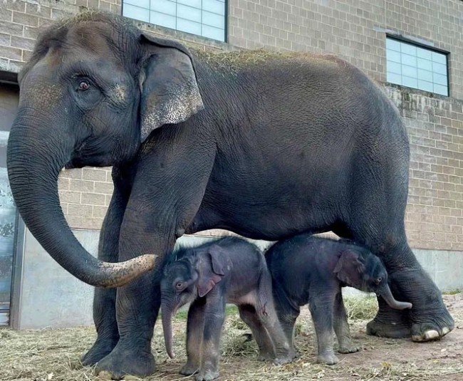 У зоопарку Нью-Йорка на світ з'явилися неймовірно рідкісні слони-близнюки – 2