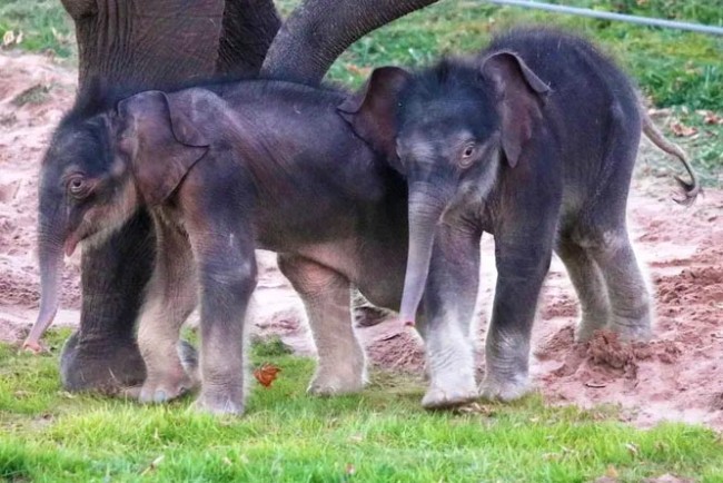 У зоопарку Нью-Йорка на світ з'явилися неймовірно рідкісні слони-близнюки