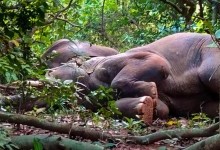 В Індії слони вкрали у мешканців села алкоголь та п'яні заснули у лісі