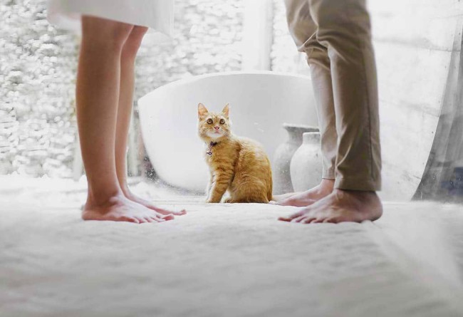 Вчені перевірили, чи розуміють кішки людську мову – 2