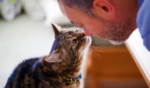 Вчені перевірили, чи розуміють кішки людську мову