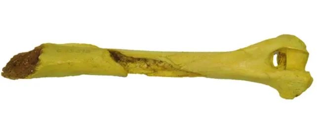 Вчені виявили найдавнішу кістку собаки – їй 17 тисяч років – 2