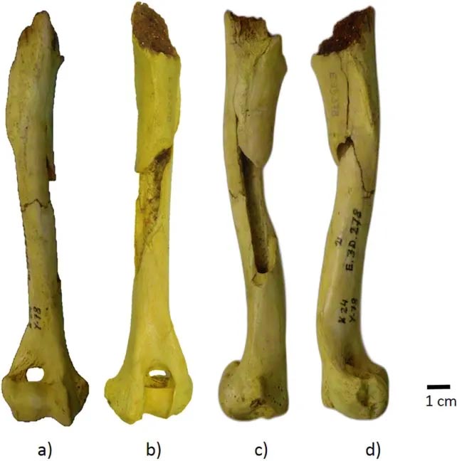Вчені виявили найдавнішу кістку собаки – їй 17 тисяч років – 3