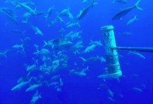 Вчені з'ясували, навіщо тунці переслідують акул