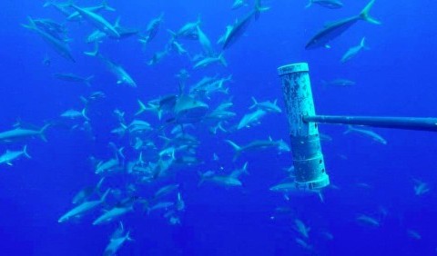 Вчені з'ясували, навіщо тунці переслідують акул