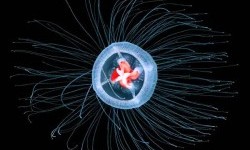 Вічне життя: виявлено живу істоту, яка має безсмертя