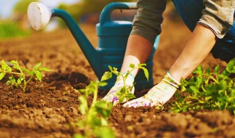 Заняття садівництвом виявилося здатним знизити ризик розвитку раку