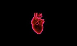З'ясувалося, що відбувається із клітинами тіла, коли вмирає серце