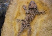Знайдено скам'янілість, здатна змінити теорії про походження ящірок та змій