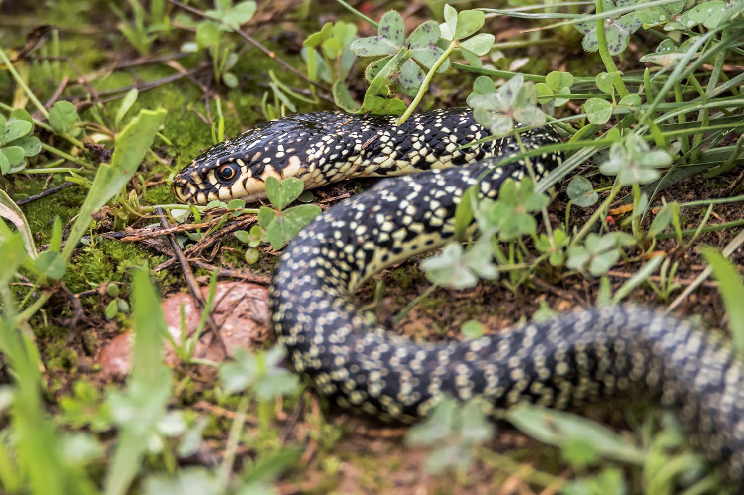 Гадюки України – отруйні, але недооцінені