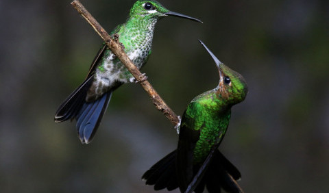 11 цікавих фактів про колібрі
