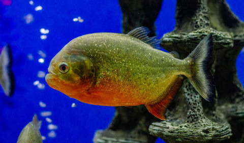 16 цікавих фактів про піраній