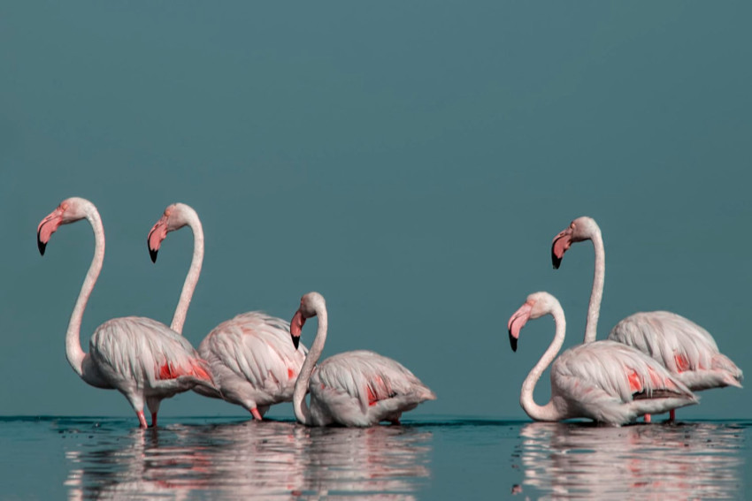17 цікавих фактів про фламінго