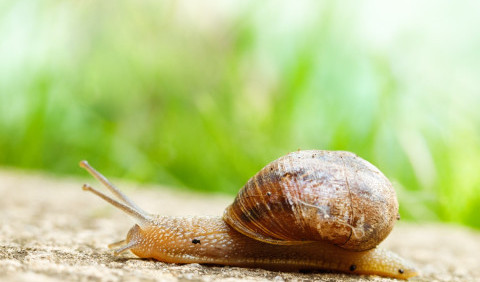 18 цікавих фактів про равликів