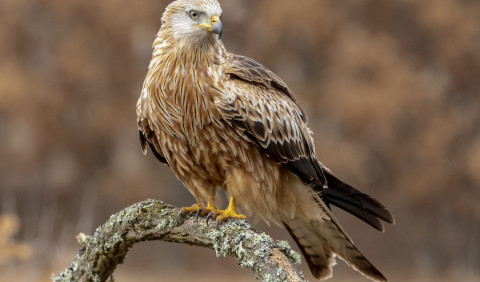 20 цікавих фактів про яструбів