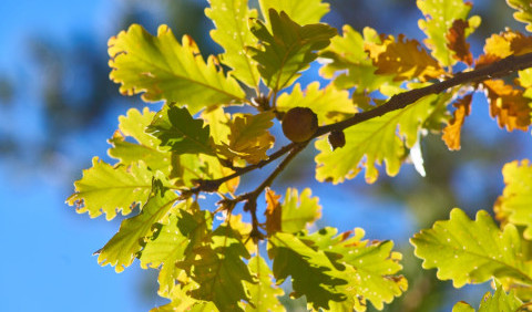 25 цікавих фактів про дуби