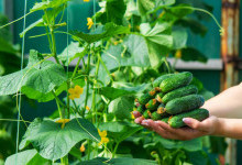 3 правила вирощування огірків, щоб рослина дала багато врожаю