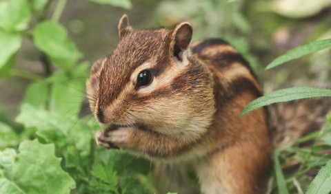 Бурундук – спритний господар лісу
