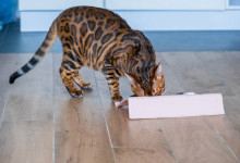 Чим вигідніше годувати кішку: звичайною їжею чи сухим кормом